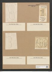 Amphora intermedia lend.-Fortm. (de-Toni-Nr.: Genus 36, Species 1709) Zeichnungen Sammlung Grunow Nr. 3242 (NHMW-BOT-W0370711)
